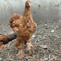 فروش ویژه جوجه فریزل و برهما وارداتی|حیوانات مزرعه|تهران, فلسطین (میدان انقلاب)|دیوار