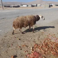 قورج|حیوانات مزرعه|ازنا, |دیوار