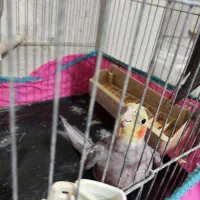 عروس نر بالغ|پرنده|قزوین, |دیوار