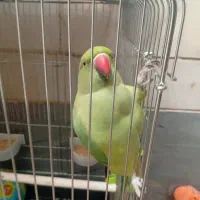 طوطی ملنگو رام و اهلی عروس هلندی سخنگو