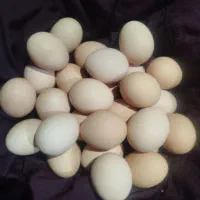 تخم|خوردنی و آشامیدنی|زاهدان, |دیوار