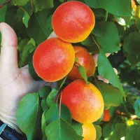 فروش نهال زردآلو کاستل بریت|خدمات باغبانی و درختکاری|مرند, |دیوار