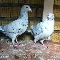 معاوضه|پرنده|شیراز, پودنک|دیوار