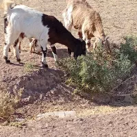 توضیحات|حیوانات مزرعه|تربت جام, میان جام|دیوار