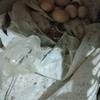 تخم مرغ محلی|خوردنی و آشامیدنی|اهواز, شهرک برق|دیوار