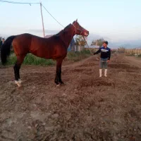 اسب نریان دوخون ۵ ساله قد بلند|اسب و تجهیزات اسبسواری|ری, امین آباد|دیوار