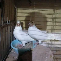 یک‌جفت‌نروماده‌ماهرو‌کاکلی