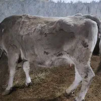 دوتا گاو ابستن|حیوانات مزرعه|لاجان, |دیوار