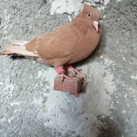 کبوتر دم سفید وشهری|پرنده|برازجان, |دیوار