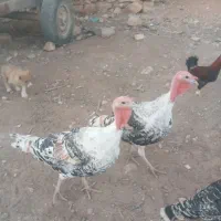 بوقلمون چاق|حیوانات مزرعه|کوهدشت, |دیوار