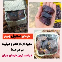 فروش خرما و رطب درجه یک از جهرم