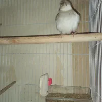 قناری ماده مست مست بخون