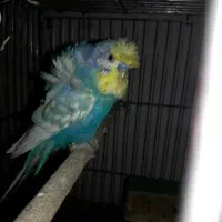 مرغ عشق پروانه ای دوگل رنگین کمانی با جوجه سرلاکی|پرنده|قائم‌شهر, |دیوار