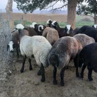 بره/نر/چاق/درجه یک
