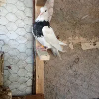 کبوتر بازی کن