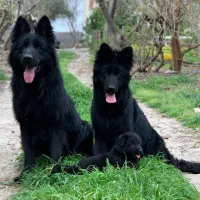 توله های ژرمن شولاین موبلند