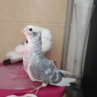 کبوتر تزئینی و رنگی|پرنده|بومهن, |دیوار