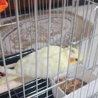 جوجه عروس هلندی 50روزه دانه خور پدر مادر صحبت کن