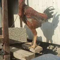 خروس لاری سالم سلامت