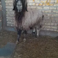 سلام یک راس قوچ تهه قنقر به فروش می رسد