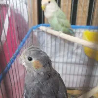 کوطوله با عروس.
