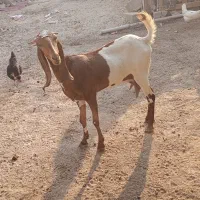 فروش بز بندر کنگان