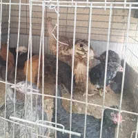 جوجه ۴ماهه رنگی طلایی پاپر دوعددبوقلمون