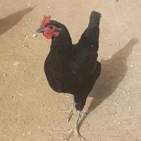 مرغ و خروس|حیوانات مزرعه|سوسنگرد, |دیوار