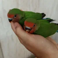 جوجه طوطی برزیلی