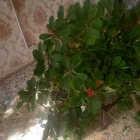 گل پتوس و تاج خروس|گل و گیاه طبیعی|تهران, شهرک زینبیه|دیوار