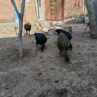 چهار عدد لاری|حیوانات مزرعه|شوط, |دیوار