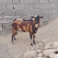 نر بز نژاد بچی|حیوانات مزرعه|فین, |دیوار