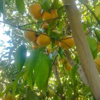 نارنگی(خارو)|عمدهفروشی|چرام, |دیوار