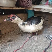 اردک اراعیلی|حیوانات مزرعه|رامیان, |دیوار