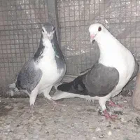 ۲جفت دستگردی|پرنده|اصفهان, برزان|دیوار
