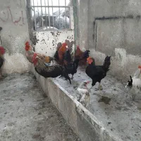 حورس برایه قربانی مرع برای تخم کبوتر