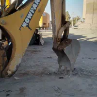 بیل بکهومدل۹۴ H|خودرو سنگین|زاهدان, |دیوار