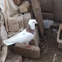 رنگی|پرنده|گنبد کاووس, |دیوار