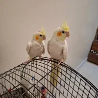 عروس هلندی نر و ماده|پرنده|تهران, ولنجک|دیوار