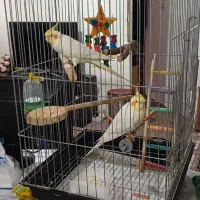 عروس هلندی فروشی