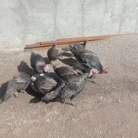 بوقلمون نر و ماده