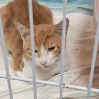 واگذاری بچه گربه