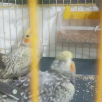 جوجه عروس هلندی|پرنده|تبریز, |دیوار