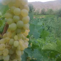 سرکه انگور خمری|خوردنی و آشامیدنی|قم, باغ اشرافی|دیوار