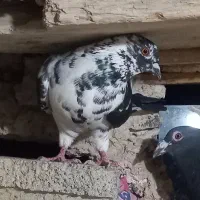 کبوتر‌نامه بر و پلاکی