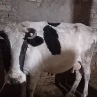 گاو آبستن|حیوانات مزرعه|سیلاخور, |دیوار