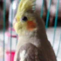 عروس
