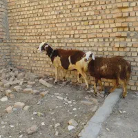 میش و بره پلنگی