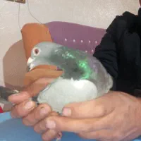 کبوتر با پلاک فروشی