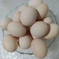 سفیده تخم مرغ محلی کردی